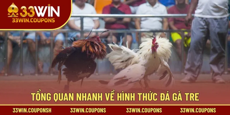 Tổng quan nhanh về hình thức đá gà tre